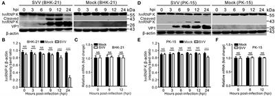 Seneca Valley Virus 3Cpro Cleaves Heterogeneous Nuclear Ribonucleoprotein K to Facilitate Viral Replication